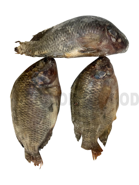 Croaker Fish - 1 Pack