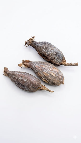 Alligator Pepper