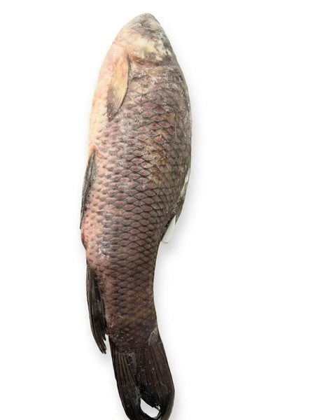 Rahu Fish