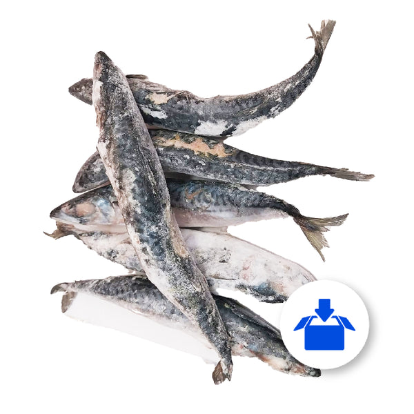 FROZEN MACKEREL FISH