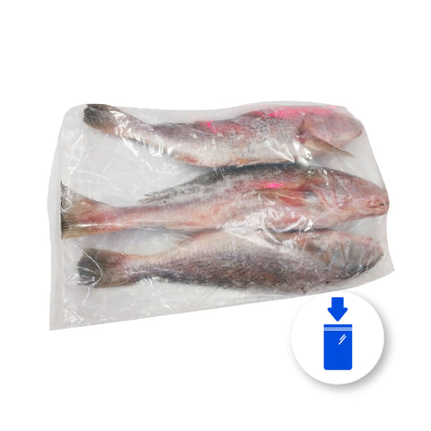 FROZEN YELLOW CROAKER FISH 800/1200